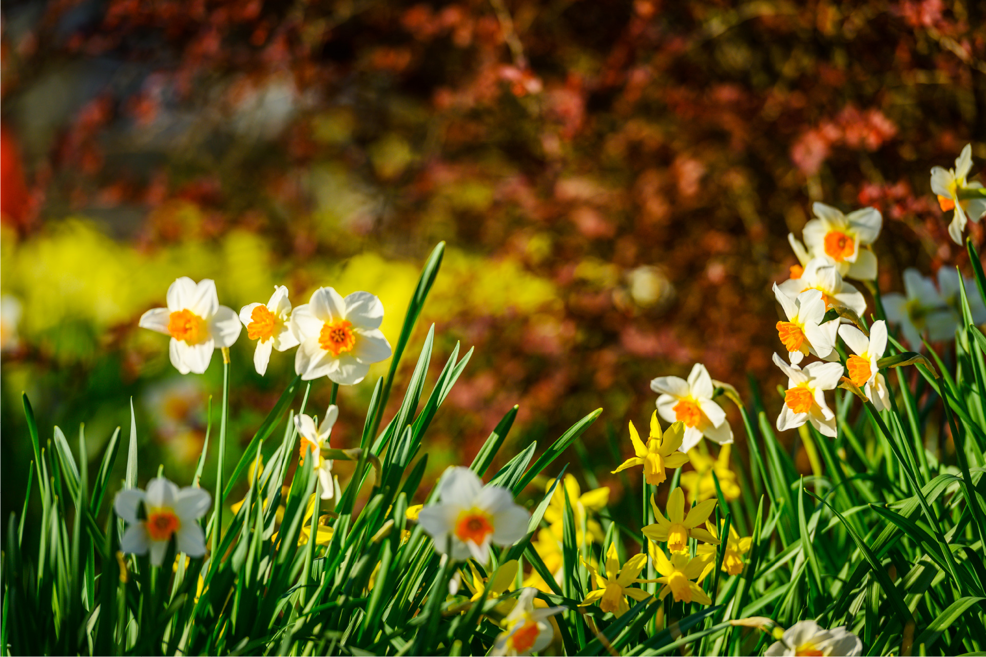 Queen Elizabeth Park